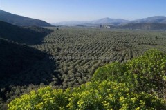 Ελαιώνας της Άμφισσας