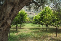 Cultivated - Καλλιεργούμενα