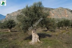 Olive Grove - Ελαιώνας