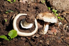 Fungi - Αμανίτες