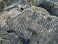 giona_-_galaxidi_-_daktiloglyfes_in_limestone