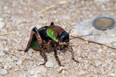 Insects - Έντομα