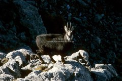 Mammals - Θηλαστικά