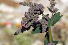 Wild Plants - Άγρια φυτά
