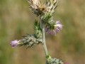 3905